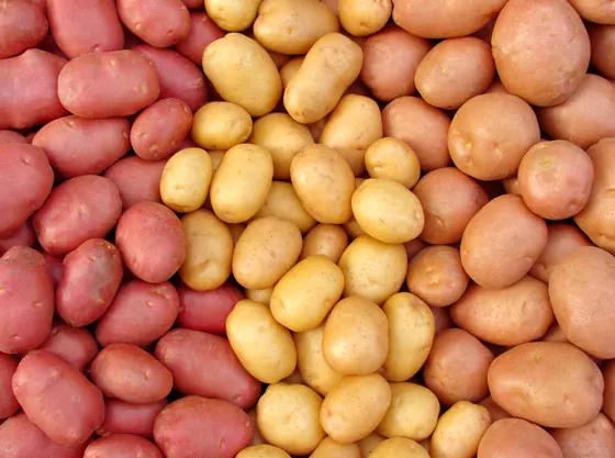 Batata